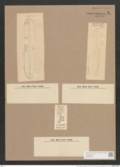 Navicula nobilis var. dactylus V.H. (de-Toni-Nr.: Genus 1, Species 1) Zeichnungen Sammlung Grunow Nr. 9 (NHMW-BOT-W0366190)